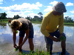 The Frelance Farmers and Villagers